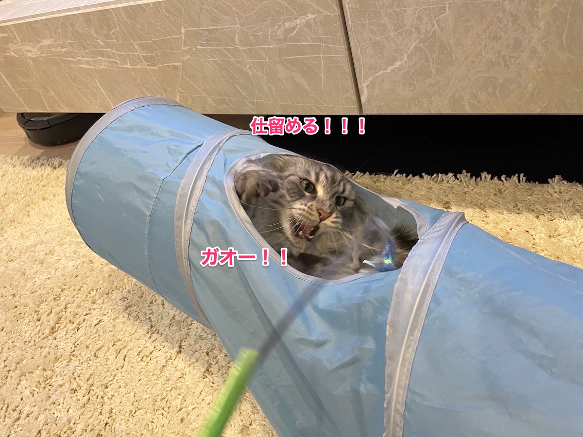 f:id:chikojirou:20210519201847j:plain