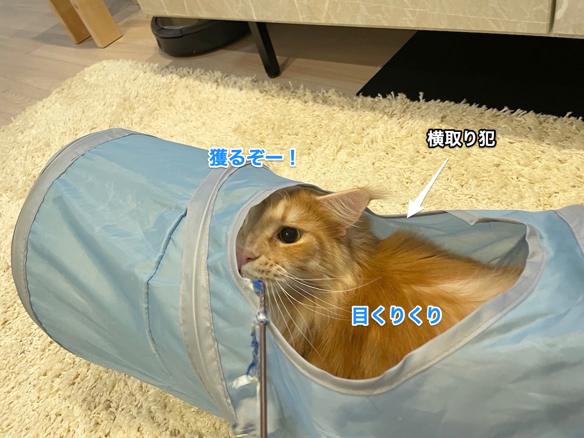 f:id:chikojirou:20210519201902j:plain
