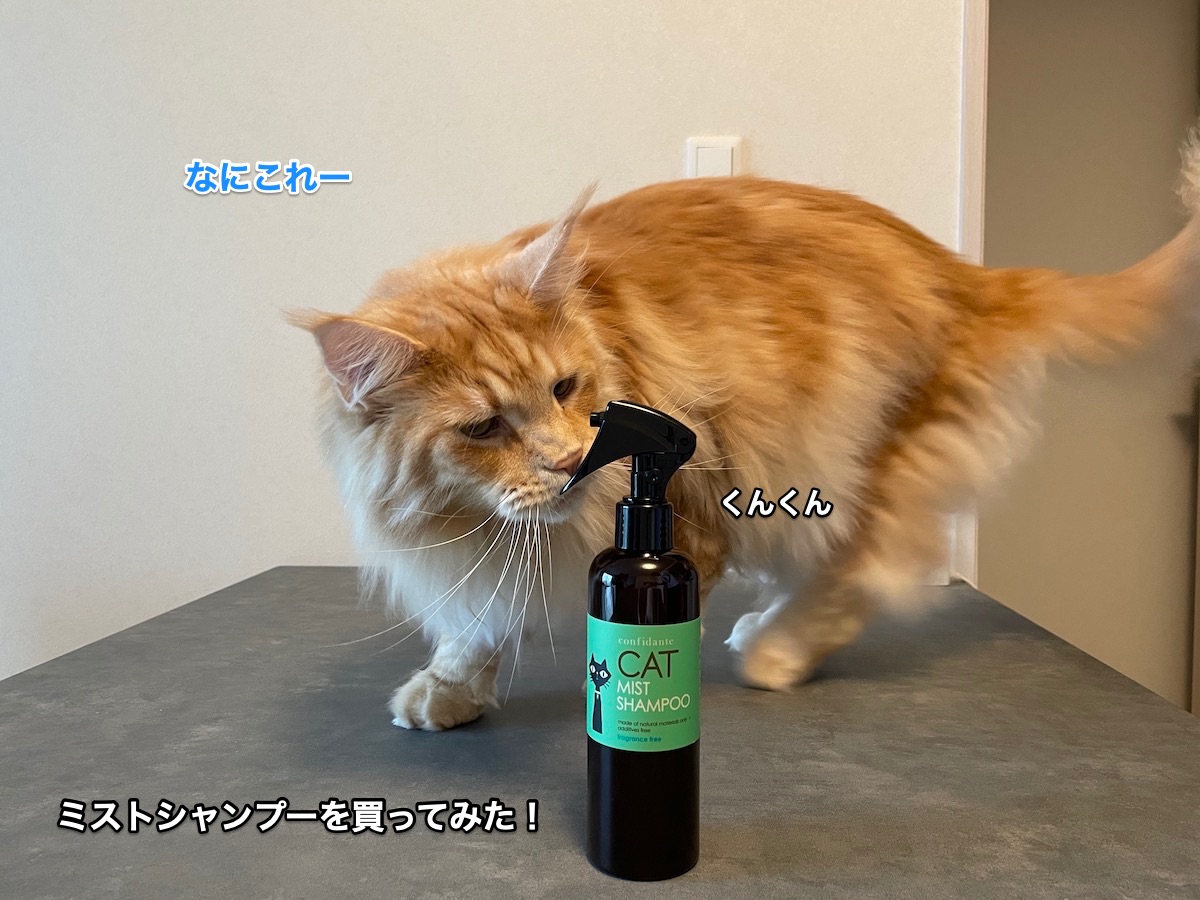 f:id:chikojirou:20210520215753j:plain
