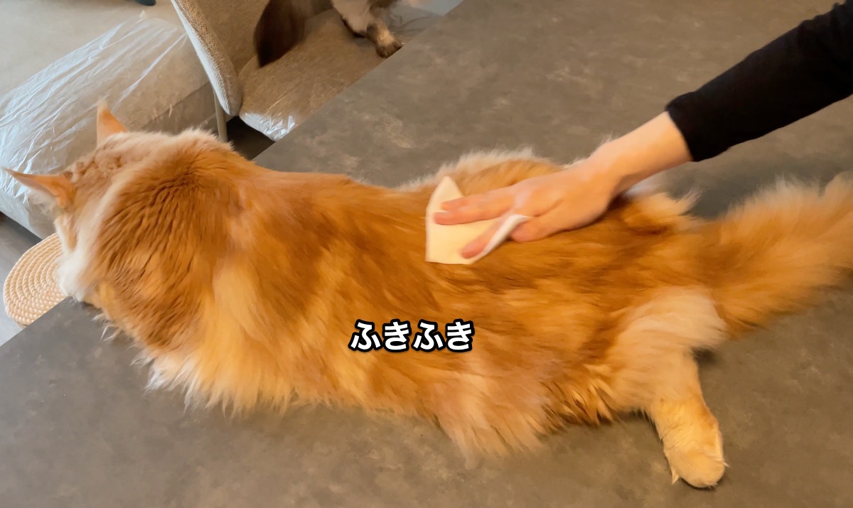 f:id:chikojirou:20210520215756j:plain