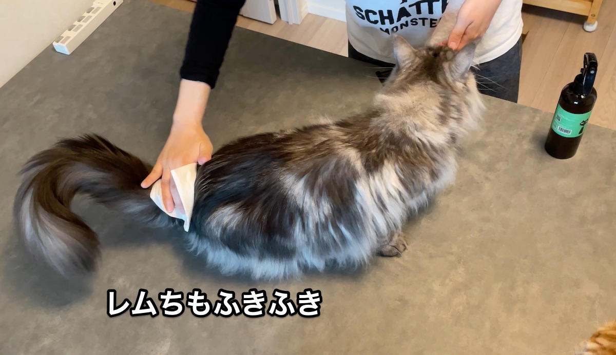 f:id:chikojirou:20210520215759j:plain