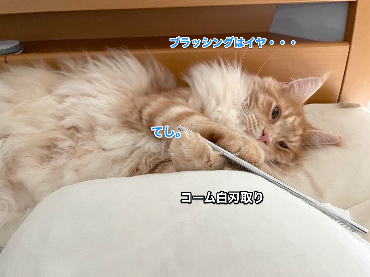 f:id:chikojirou:20210521213727j:plain