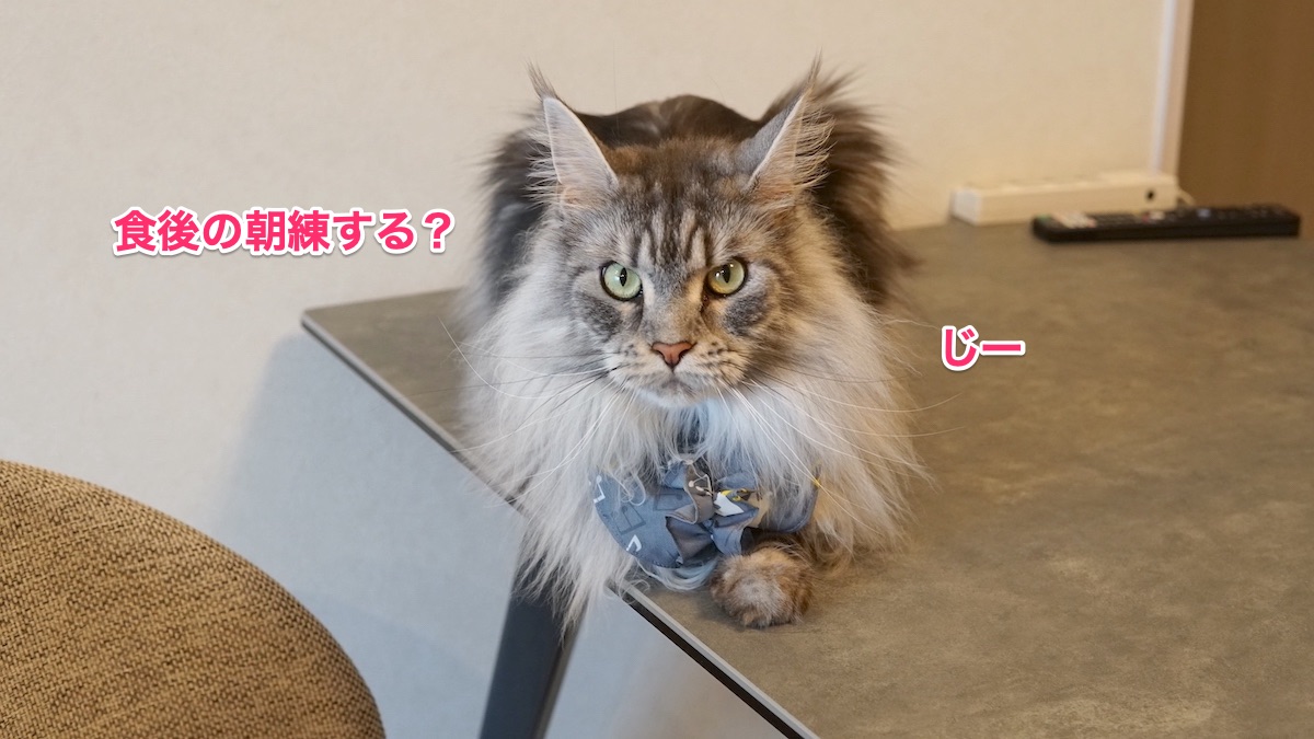 f:id:chikojirou:20210521213745j:plain