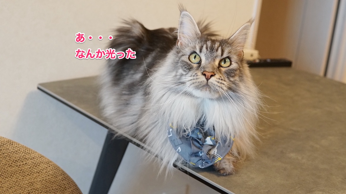 f:id:chikojirou:20210521213748j:plain