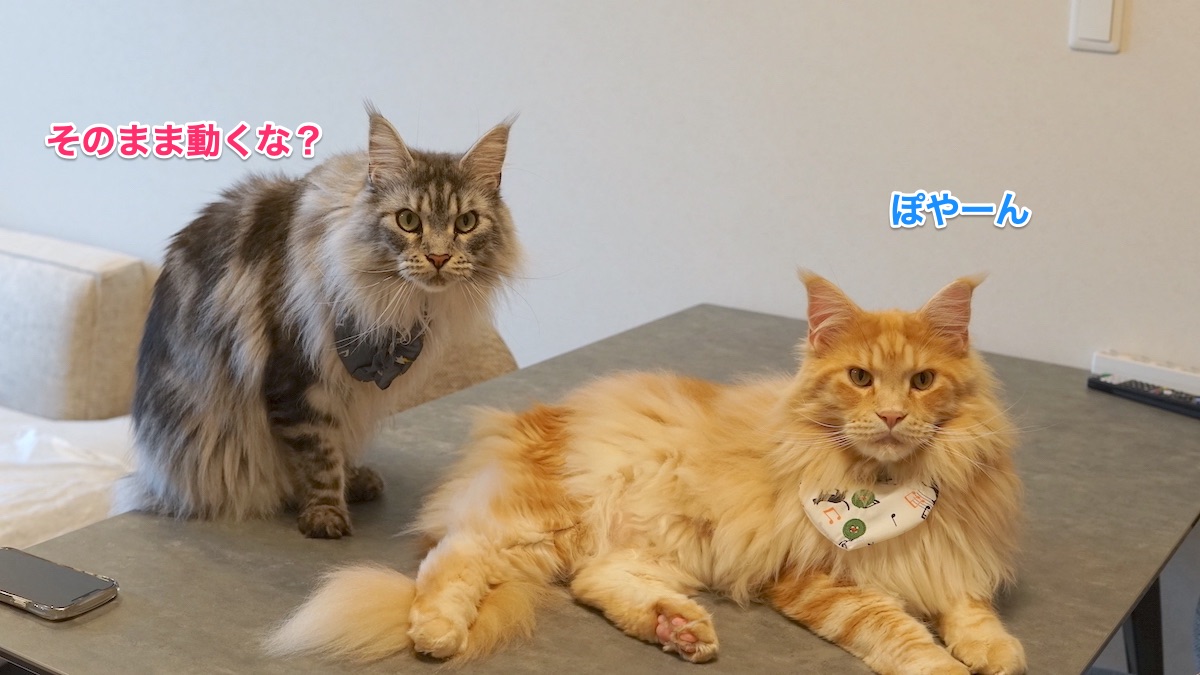 f:id:chikojirou:20210521213800j:plain
