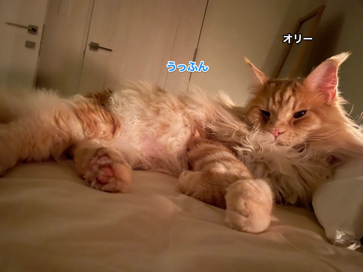 f:id:chikojirou:20210522215702j:plain