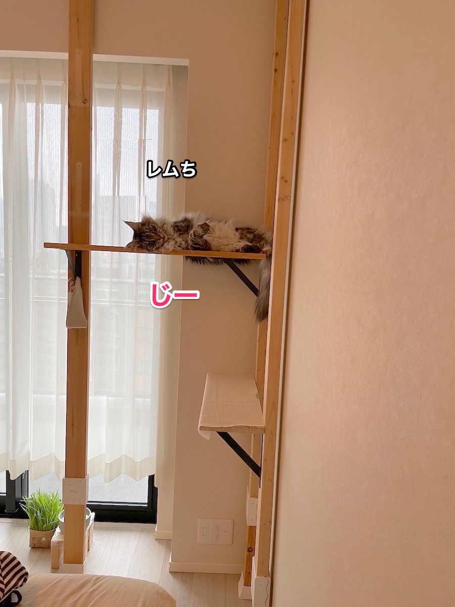 f:id:chikojirou:20210522215706j:plain