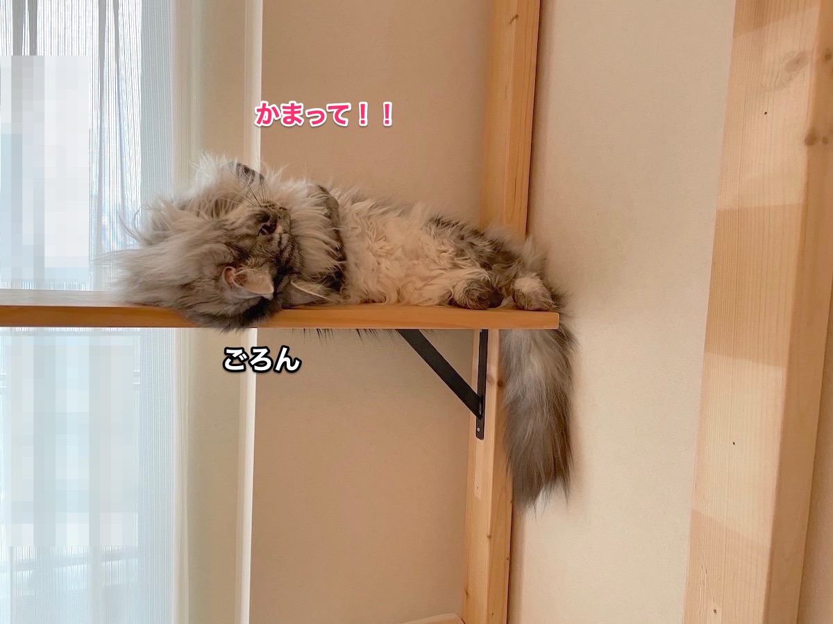 f:id:chikojirou:20210522215710j:plain