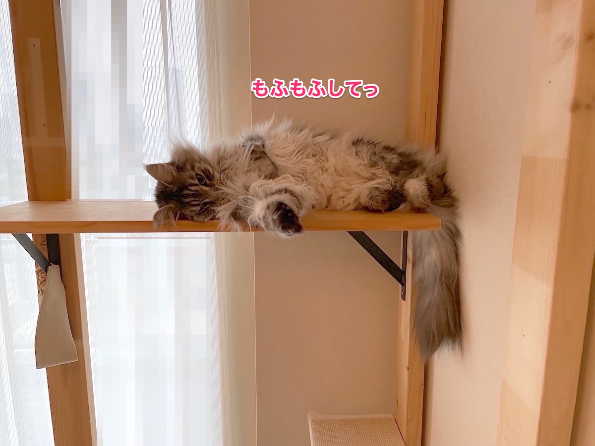 f:id:chikojirou:20210522215714j:plain