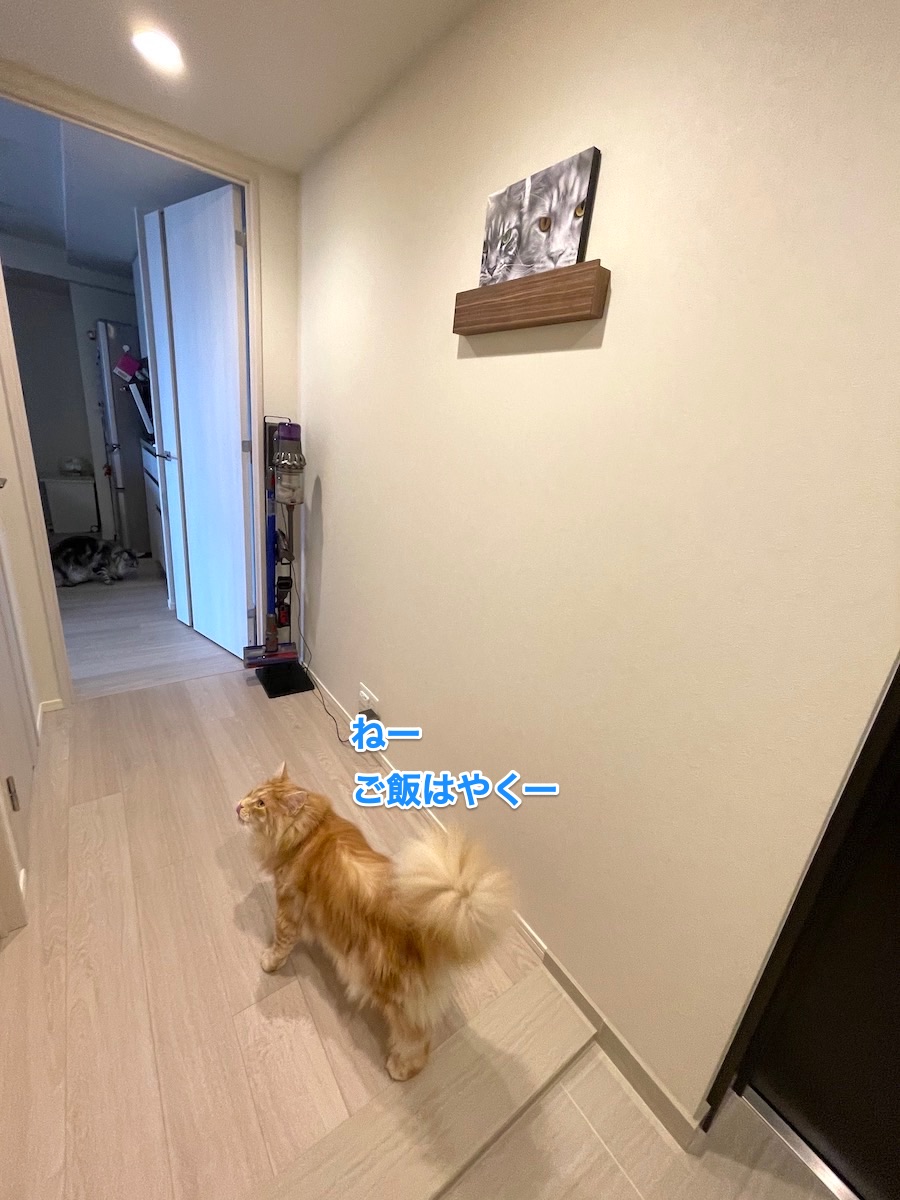 f:id:chikojirou:20210522215732j:plain
