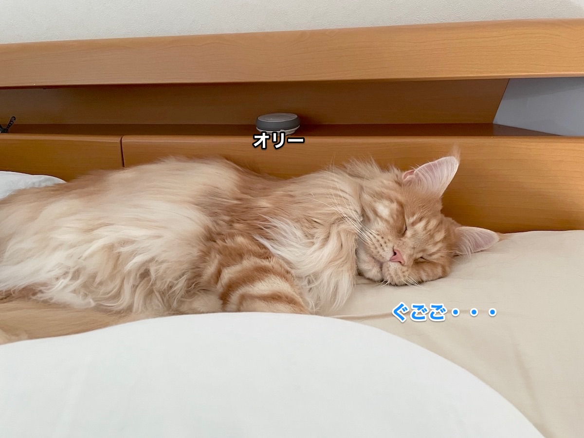 f:id:chikojirou:20210523212338j:plain