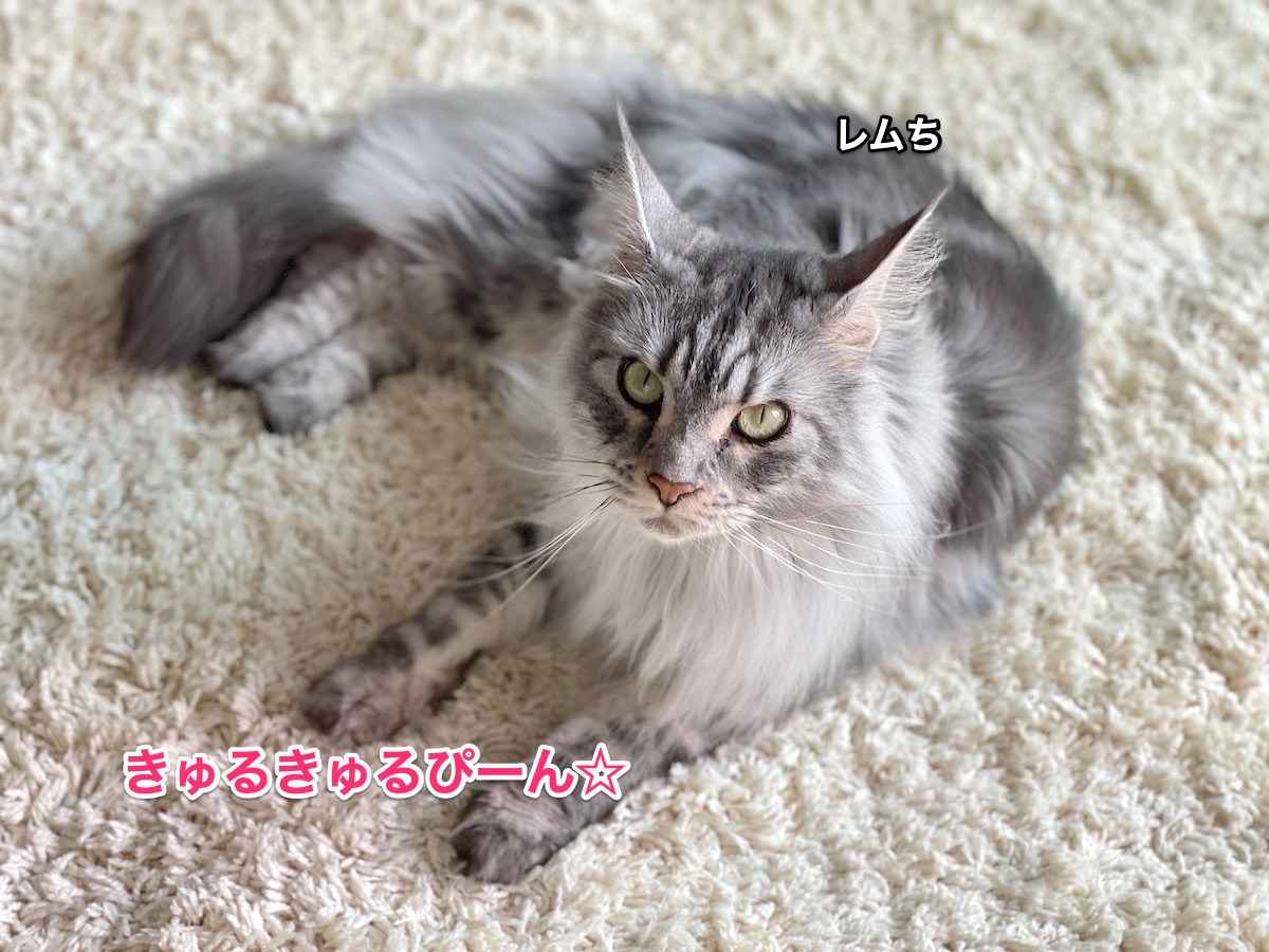 f:id:chikojirou:20210523212342j:plain