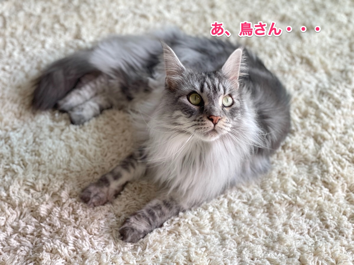 f:id:chikojirou:20210523212346j:plain