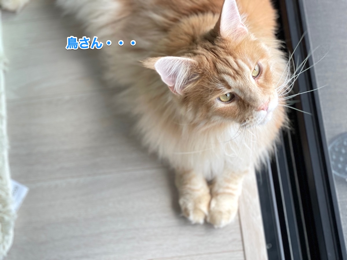 f:id:chikojirou:20210523212351j:plain
