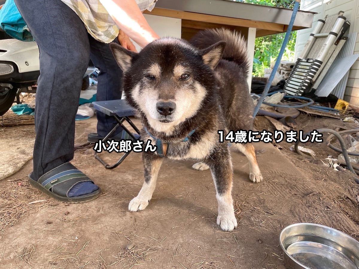 f:id:chikojirou:20210523212354j:plain
