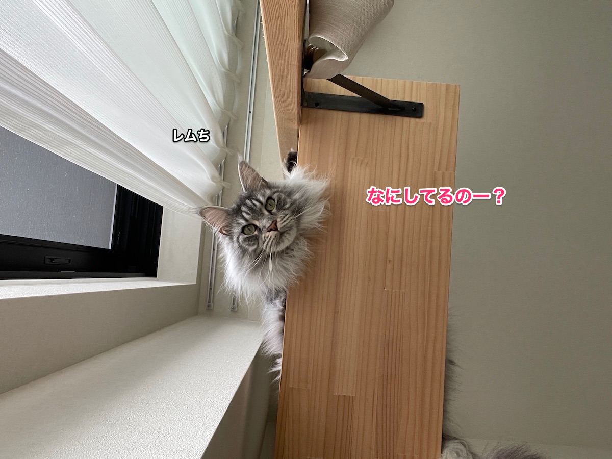 f:id:chikojirou:20210524215236j:plain