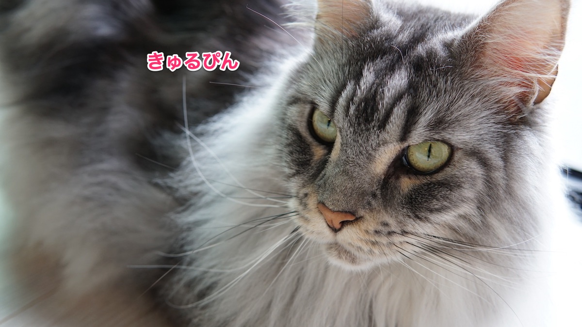 f:id:chikojirou:20210524215239j:plain