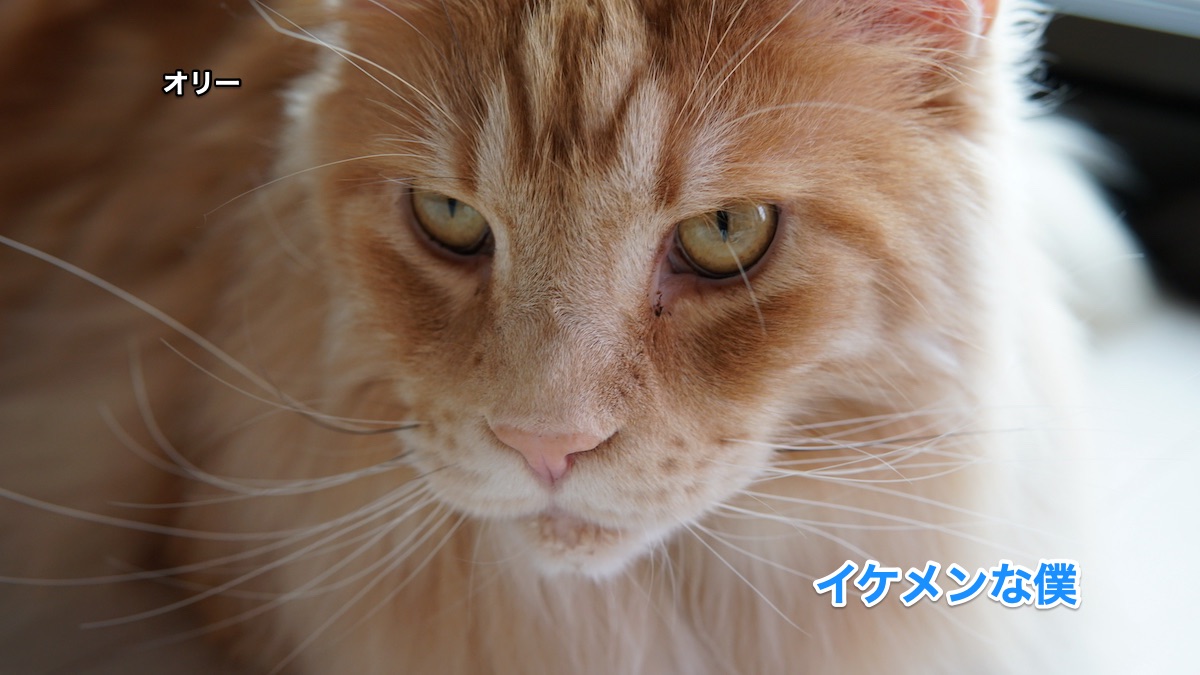 f:id:chikojirou:20210524215245j:plain