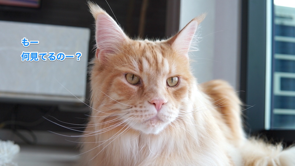 f:id:chikojirou:20210524215257j:plain