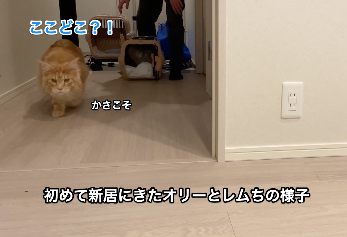 f:id:chikojirou:20210524215302j:plain
