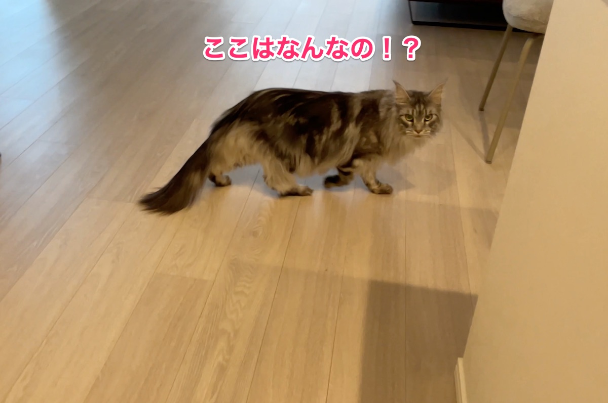 f:id:chikojirou:20210524215305j:plain