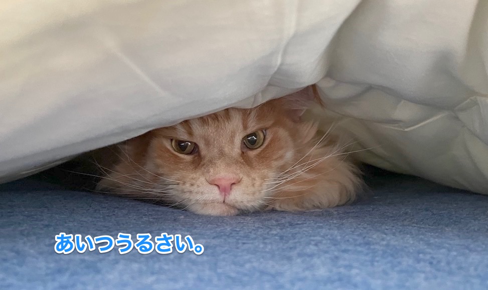 f:id:chikojirou:20210526202134j:plain