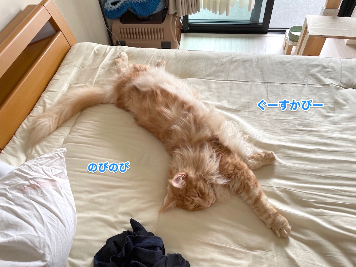 f:id:chikojirou:20210526202137j:plain