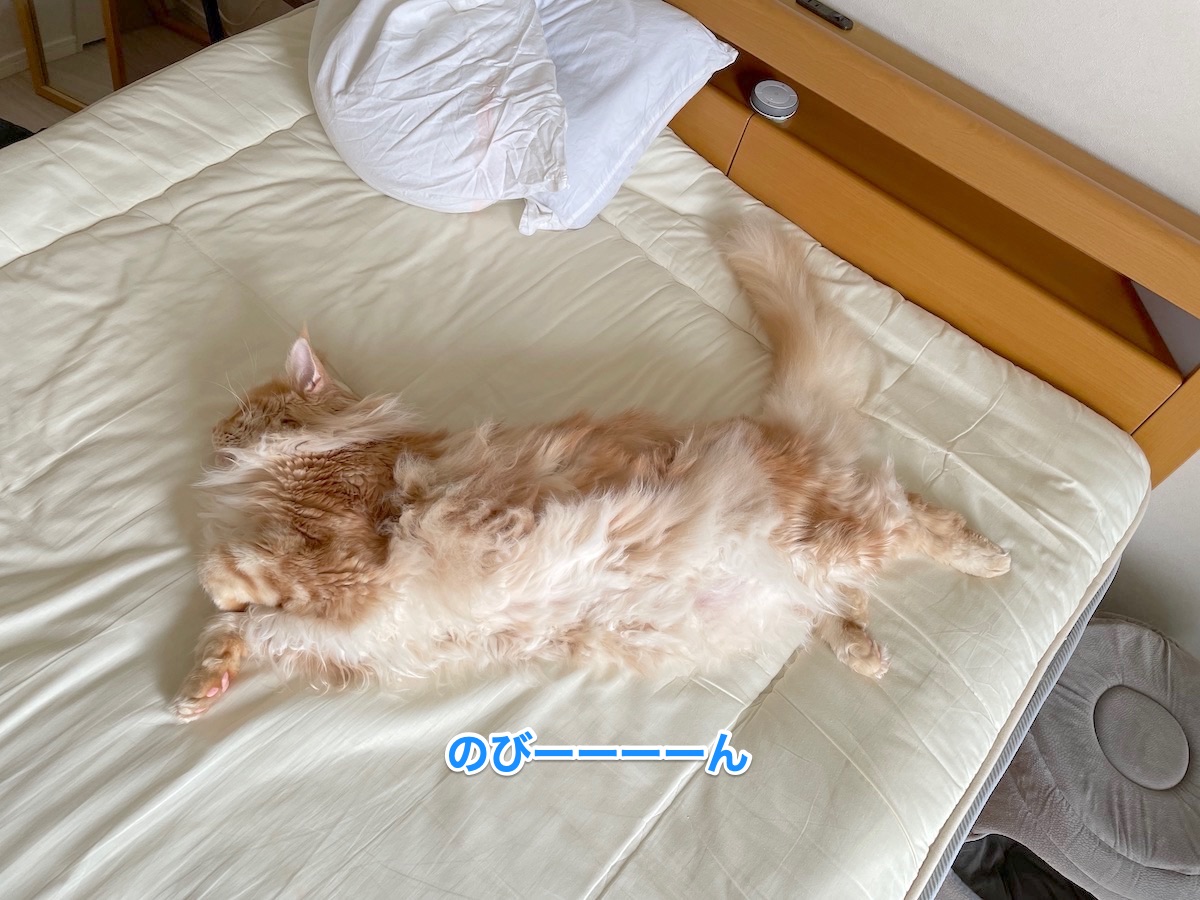 f:id:chikojirou:20210526202145j:plain