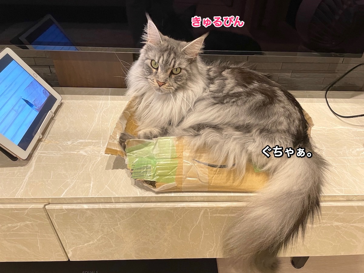 f:id:chikojirou:20210526202150j:plain