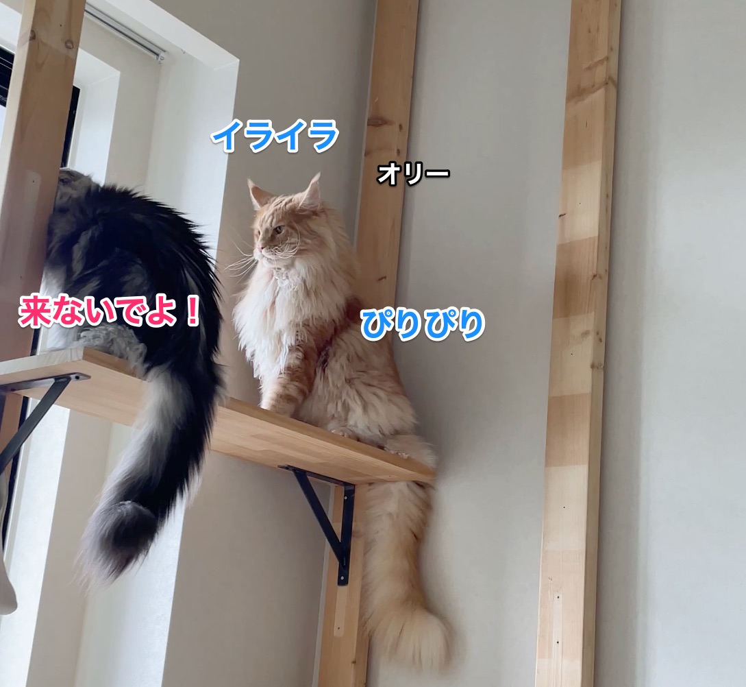 f:id:chikojirou:20210528212700j:plain