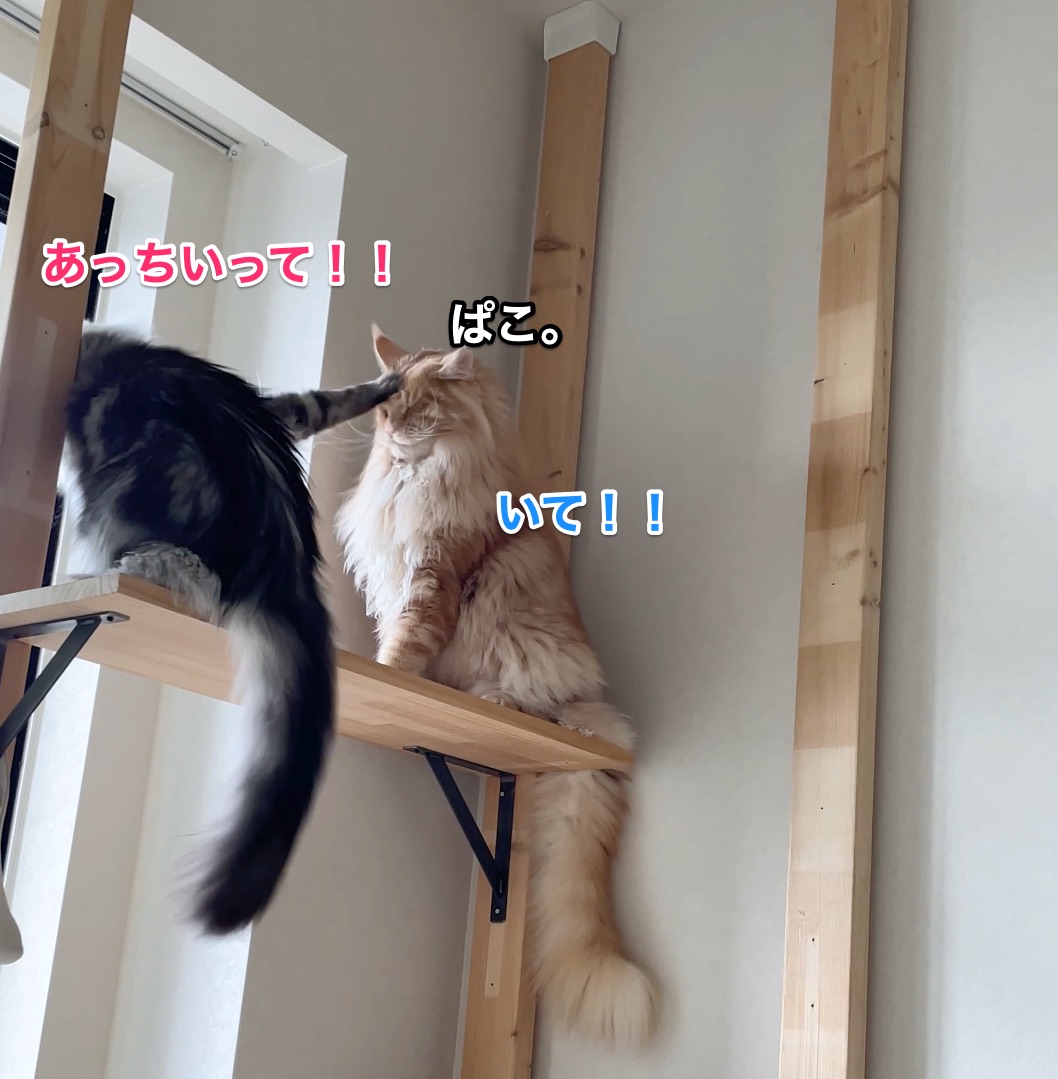 f:id:chikojirou:20210528212704j:plain