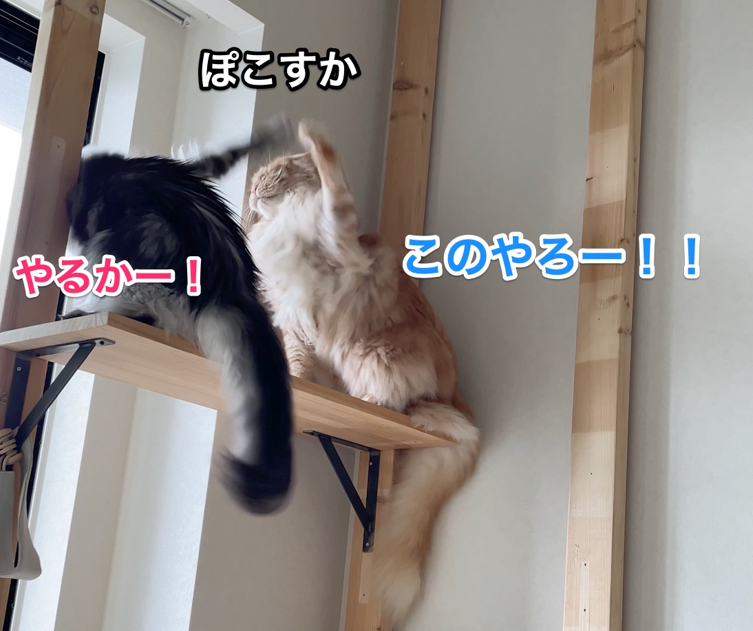 f:id:chikojirou:20210528212709j:plain
