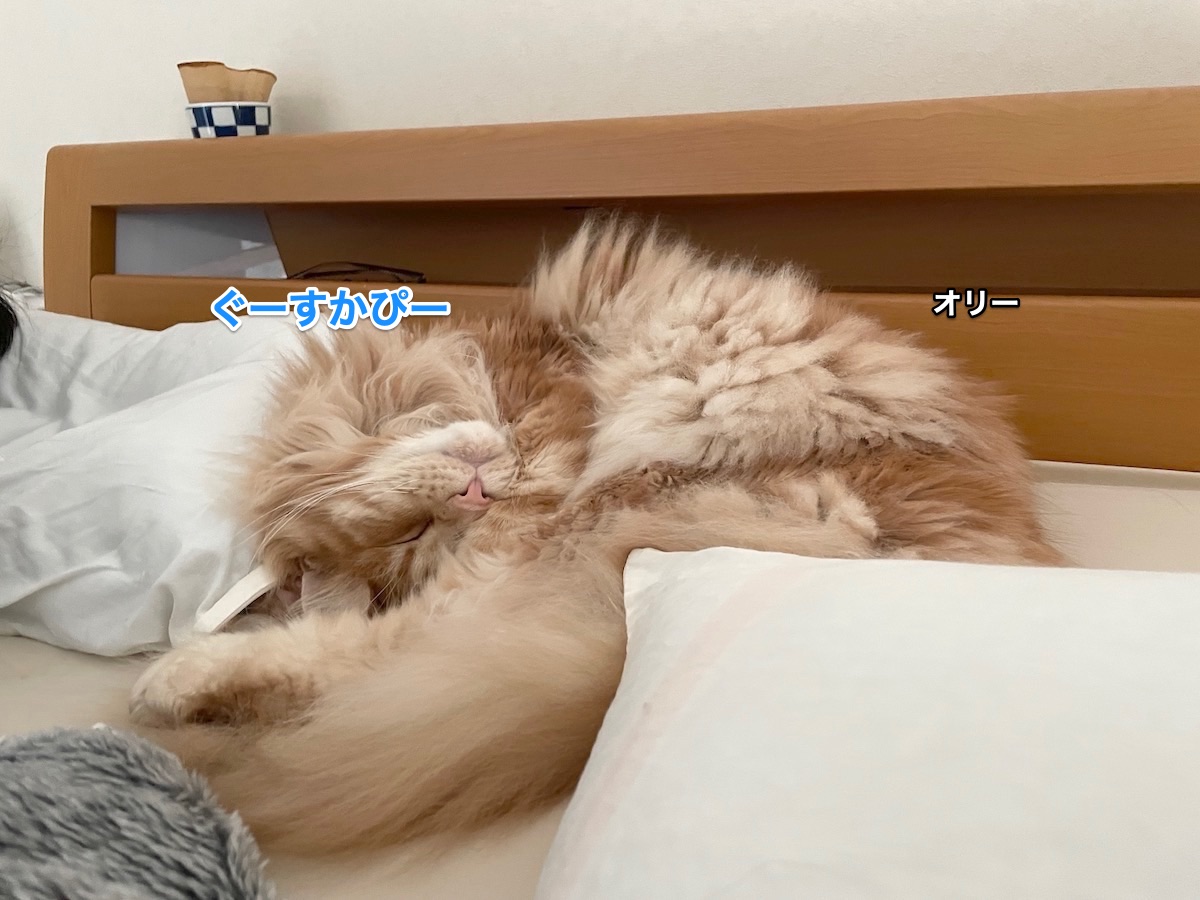 f:id:chikojirou:20210530215650j:plain