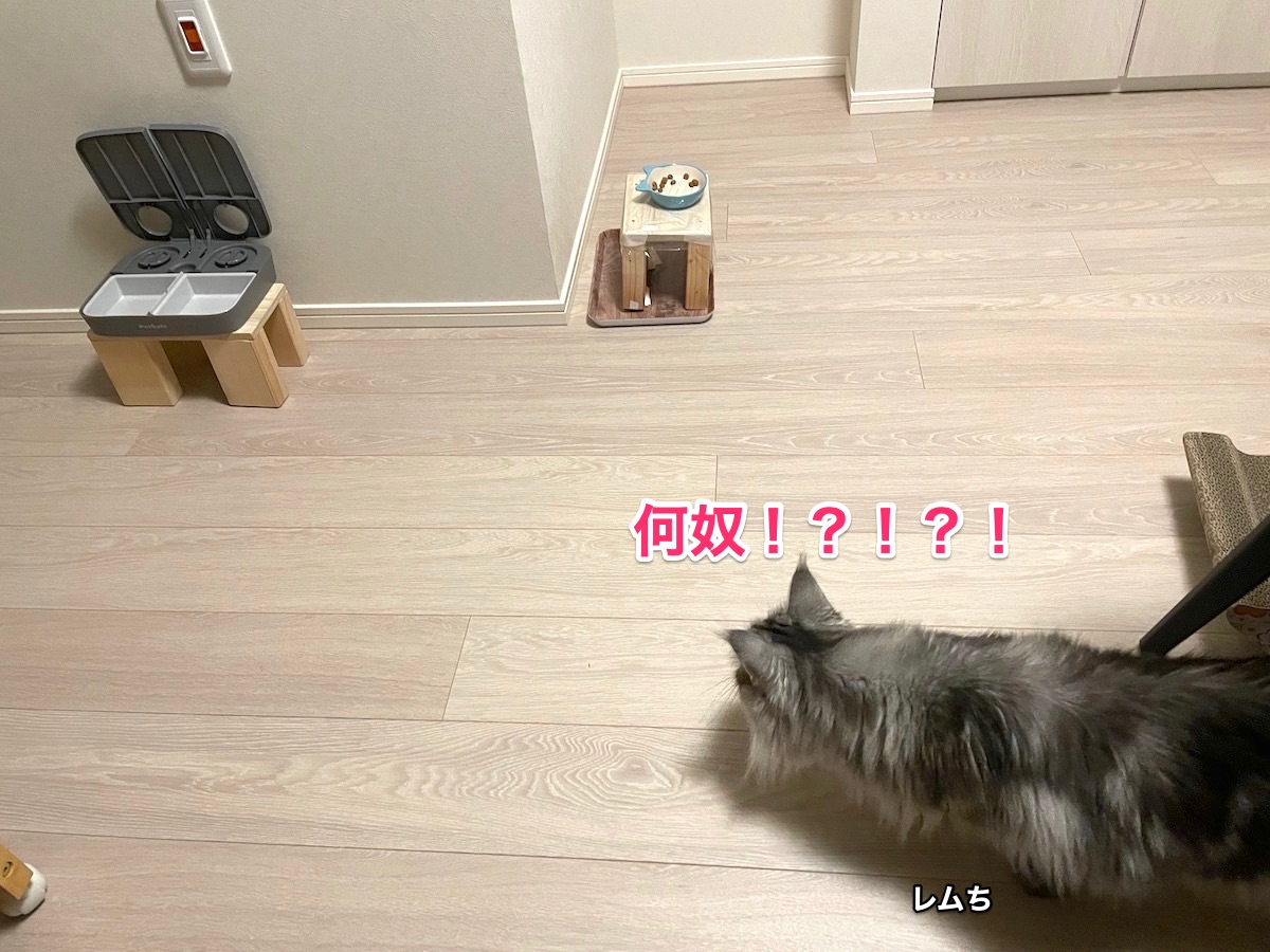 f:id:chikojirou:20210530215700j:plain