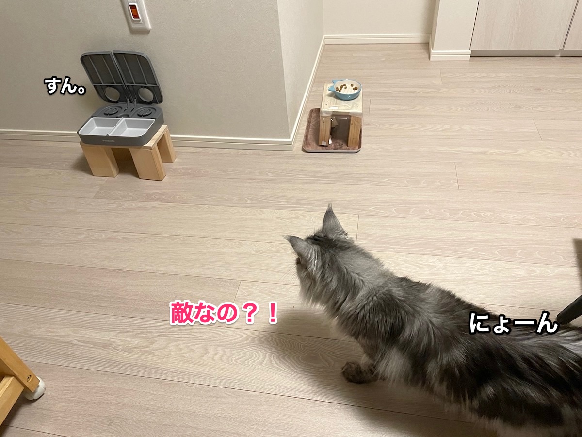 f:id:chikojirou:20210530215704j:plain
