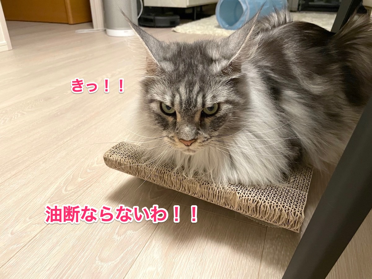f:id:chikojirou:20210530215711j:plain