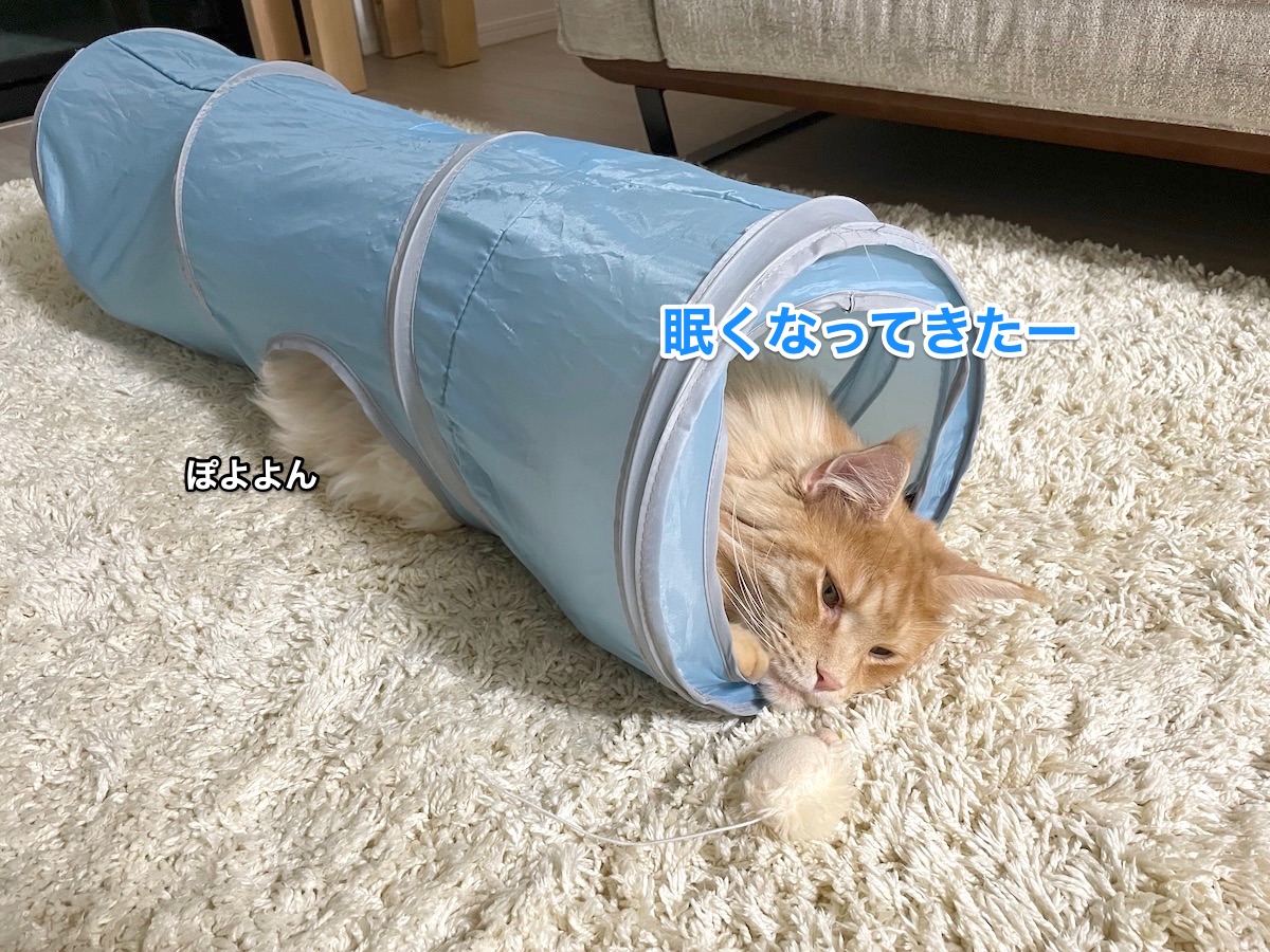 f:id:chikojirou:20210530215718j:plain