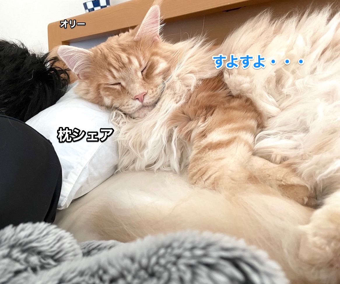 Xlサイズではみ出すオリー メインクーンのオリーとレムち