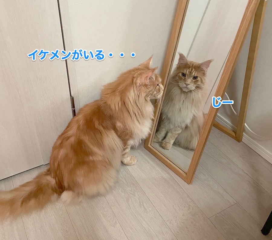 f:id:chikojirou:20210602220026j:plain