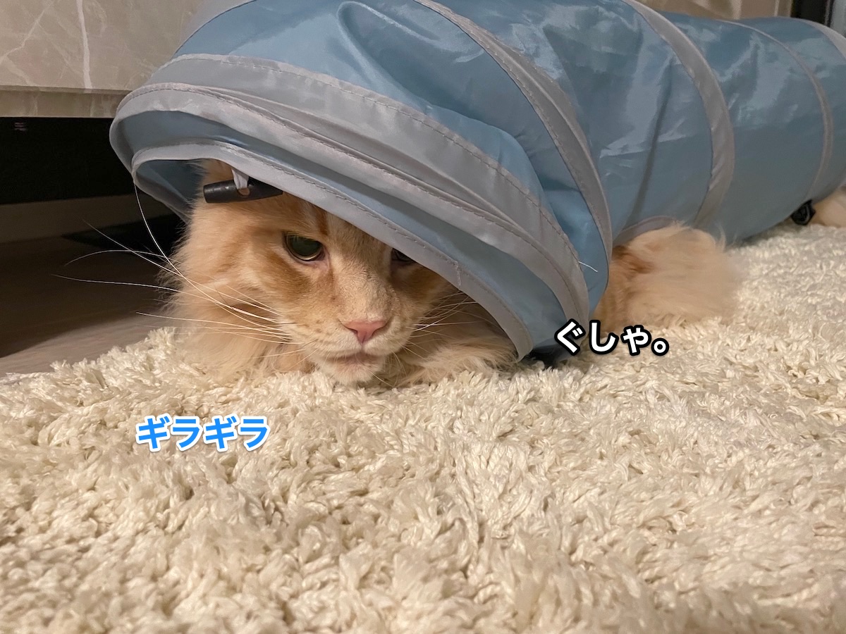 f:id:chikojirou:20210602220035j:plain