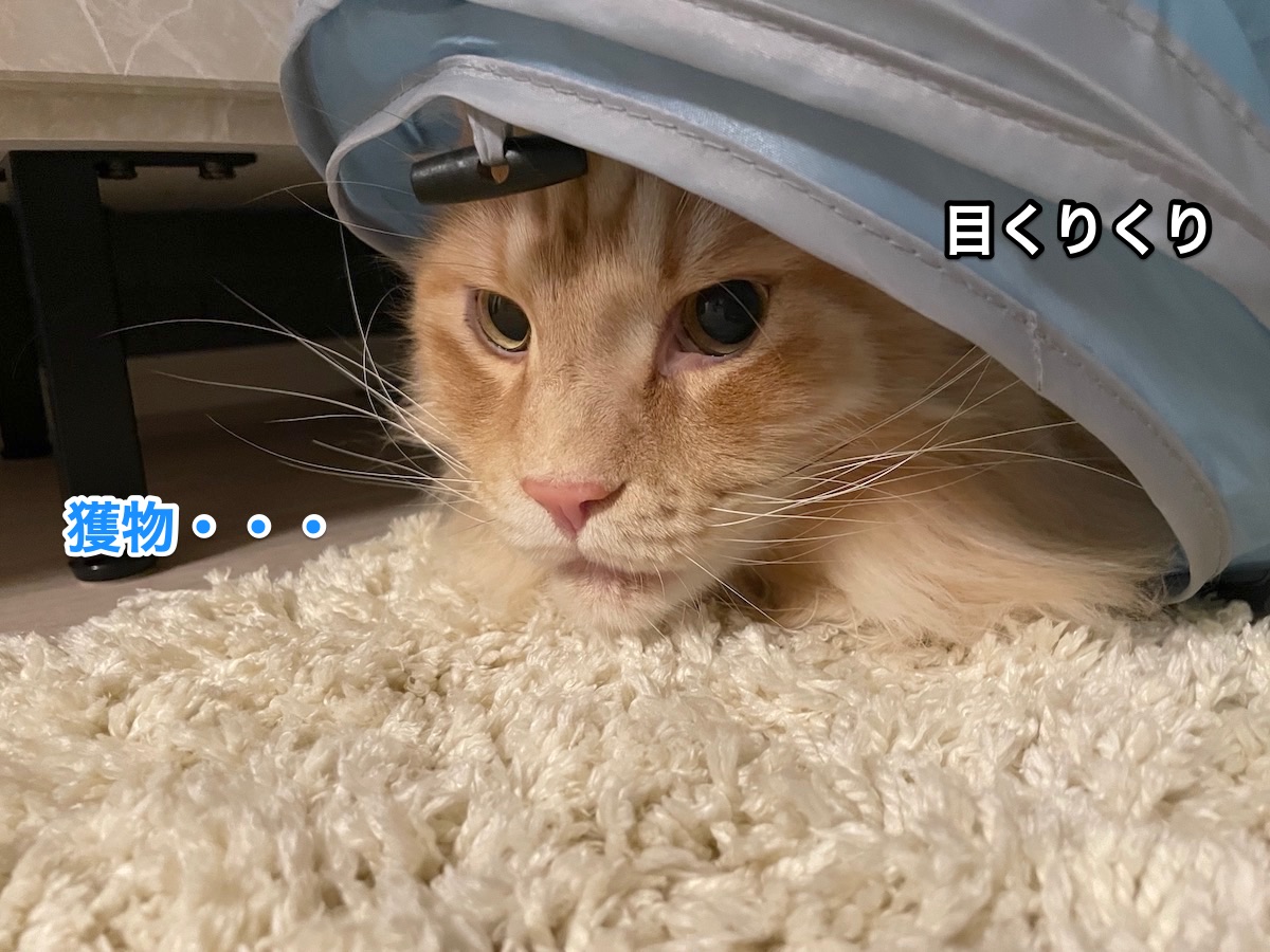 f:id:chikojirou:20210602220039j:plain