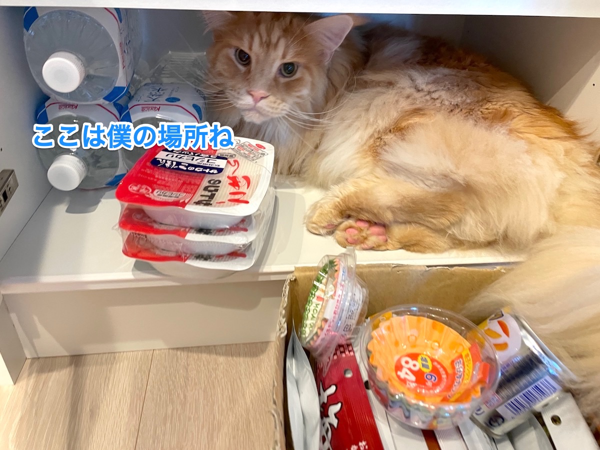 f:id:chikojirou:20210602220055j:plain