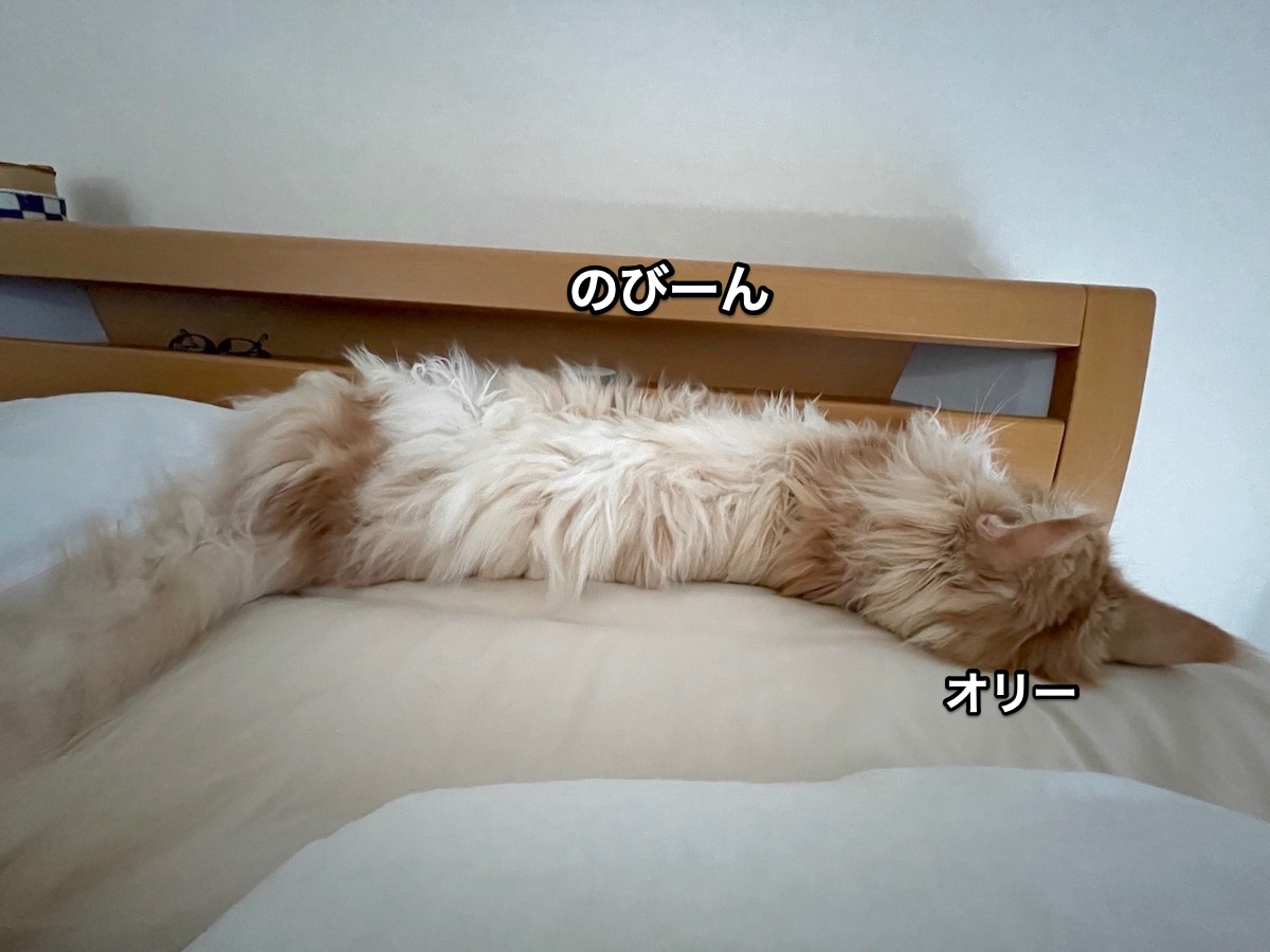 f:id:chikojirou:20210603224648j:plain