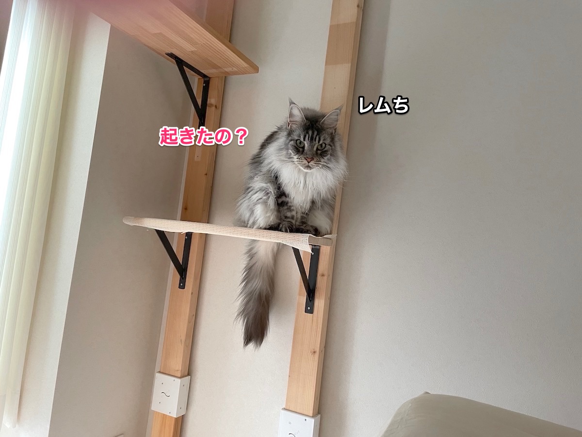 f:id:chikojirou:20210603224653j:plain