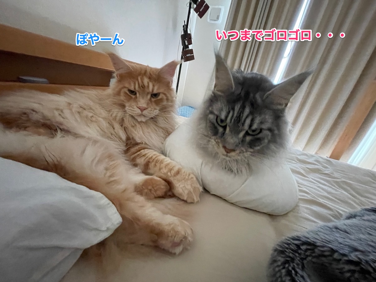 f:id:chikojirou:20210603224656j:plain