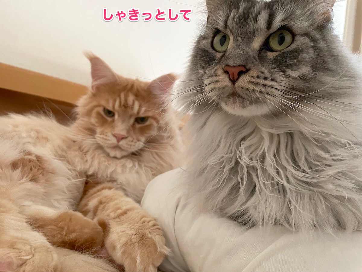 f:id:chikojirou:20210603224700j:plain
