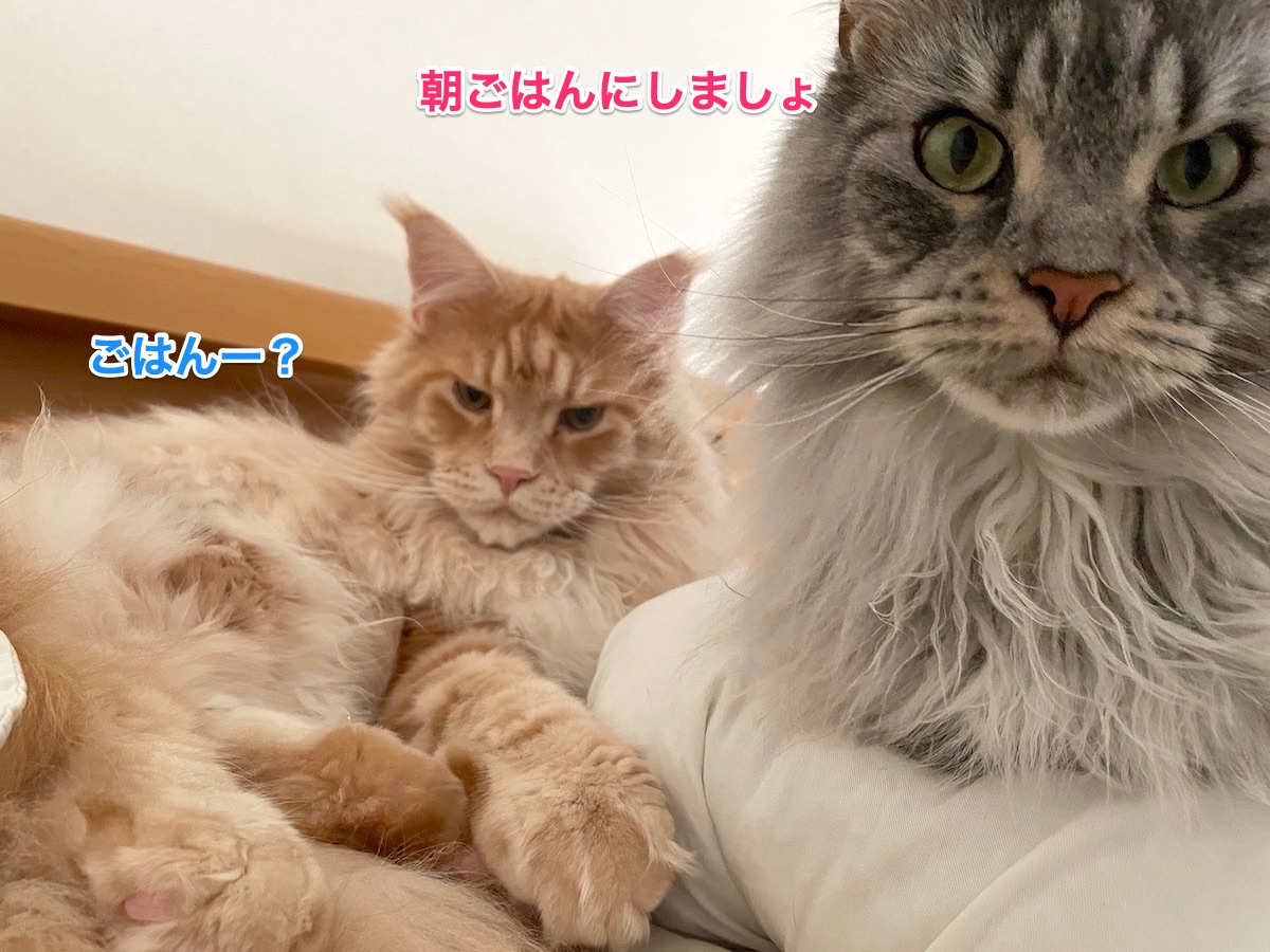 f:id:chikojirou:20210603224704j:plain