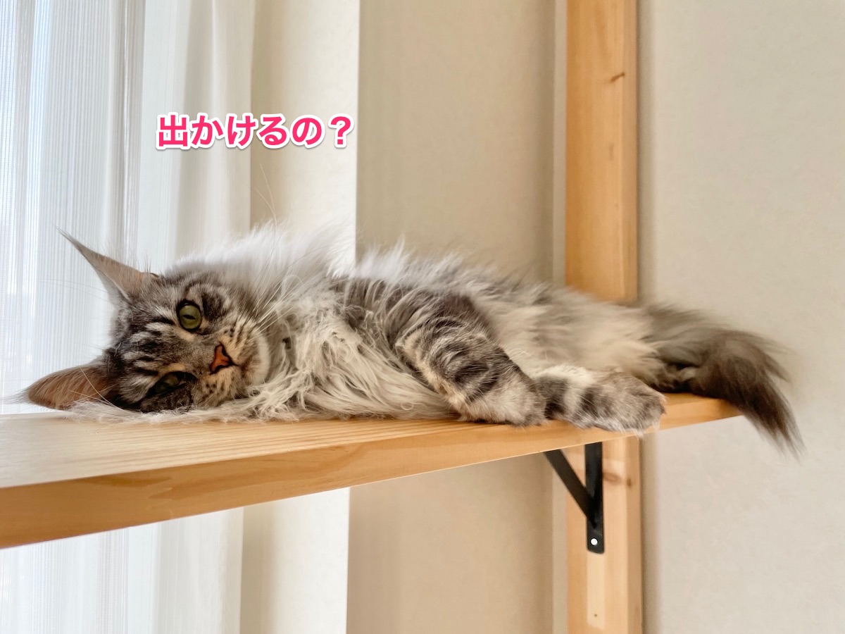 f:id:chikojirou:20210603224708j:plain