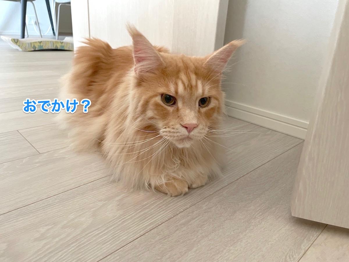 f:id:chikojirou:20210603224712j:plain