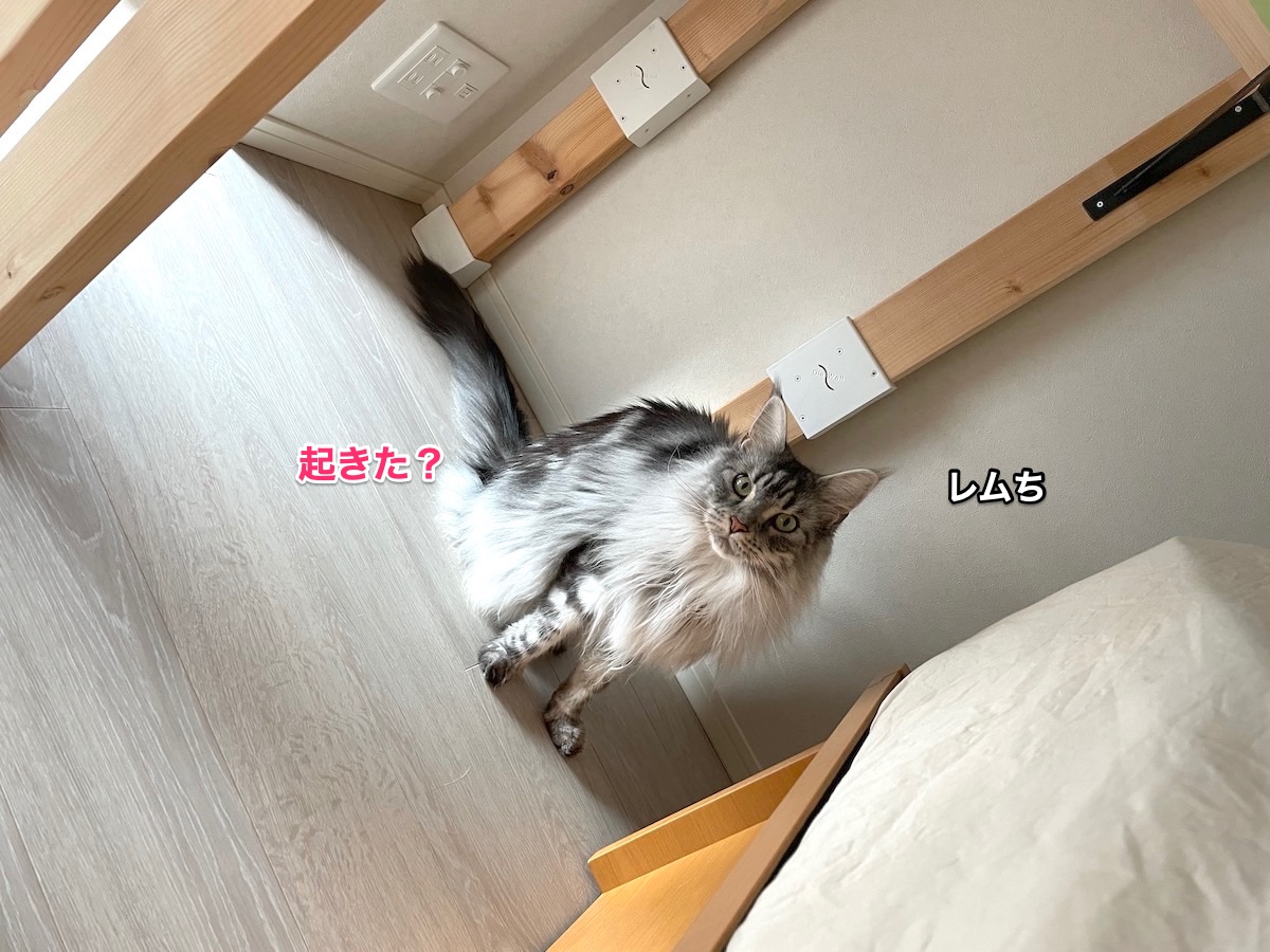 f:id:chikojirou:20210608214034j:plain
